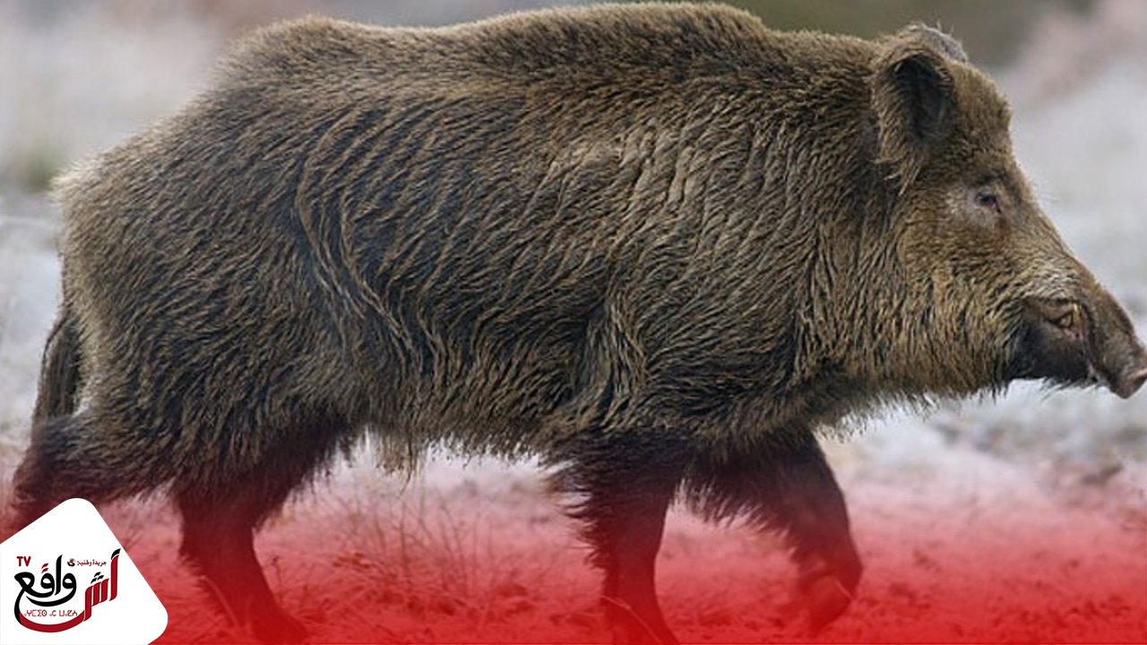 خنزير بري يتسبب في حادث سير بالناظور.. والسكان يطالبون بتدخل السلطات