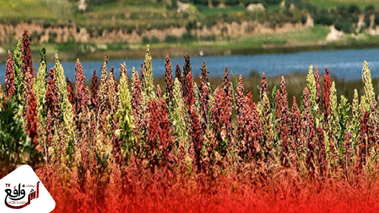 برنامج أكت فور كومينيتي الكنتور يعمل على تقوية سلسلة إنتاج الكينوا بإقليم ياليوسفية والرحامنة