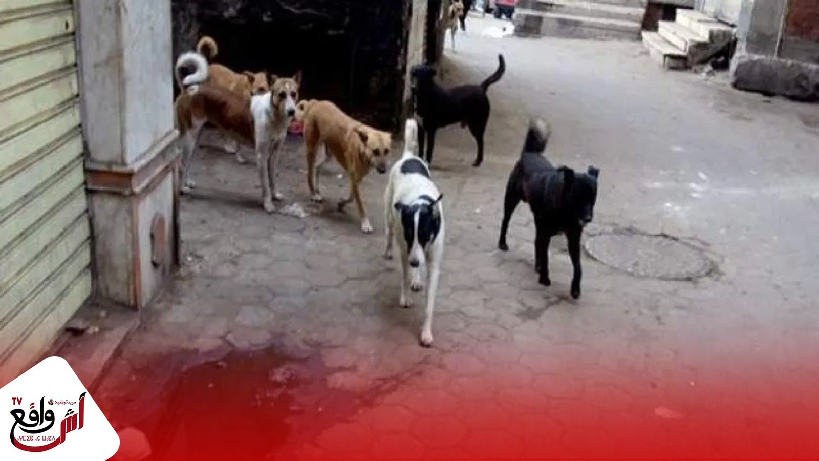 ظاهرة انتشار الكلاب الضالة تغزو شوارع مدينة المحمدية والمجلس الجماعي في سبات عميق