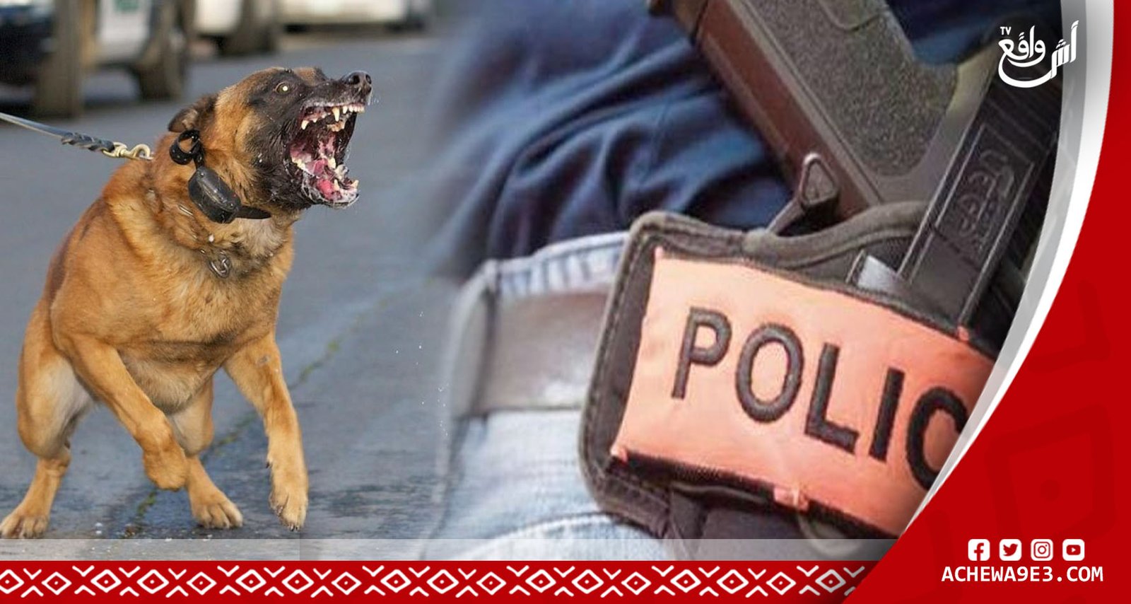 الرصاص يلعلع لتوقيف جانح حرض كلبا شرسة على الأمن بالجديدة