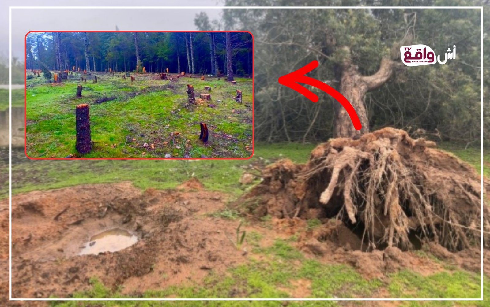 أخشاب تختفي وبلاغات تُبرِّر.. عندما تتحول التبريرات الرسمية إلى غطاء لدمار بيئي صامت